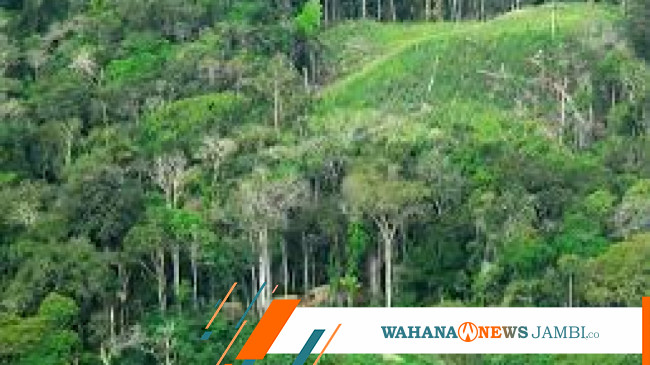 Kebun Sawit Tersembunyi Dalam Kawasan Hutan Di Sumsel Diduga Ada