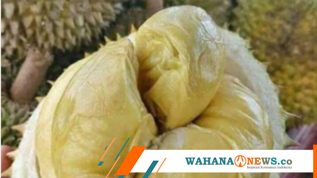 Durian Sidikalang Keistimewaan Dan Manfaat Kesehatannya Yang Wajib