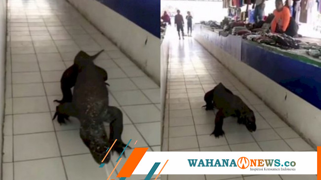 Komodo Masuk Pasar Viral Di Sosmed Wahana News