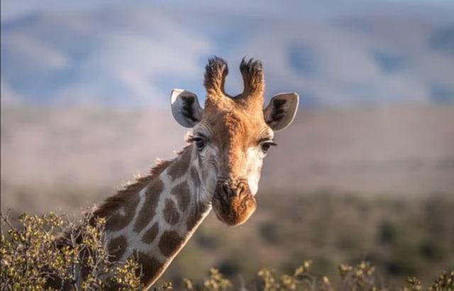 Bertampang Jenaka, Inilah Jerapah Cebol Asal Afrika