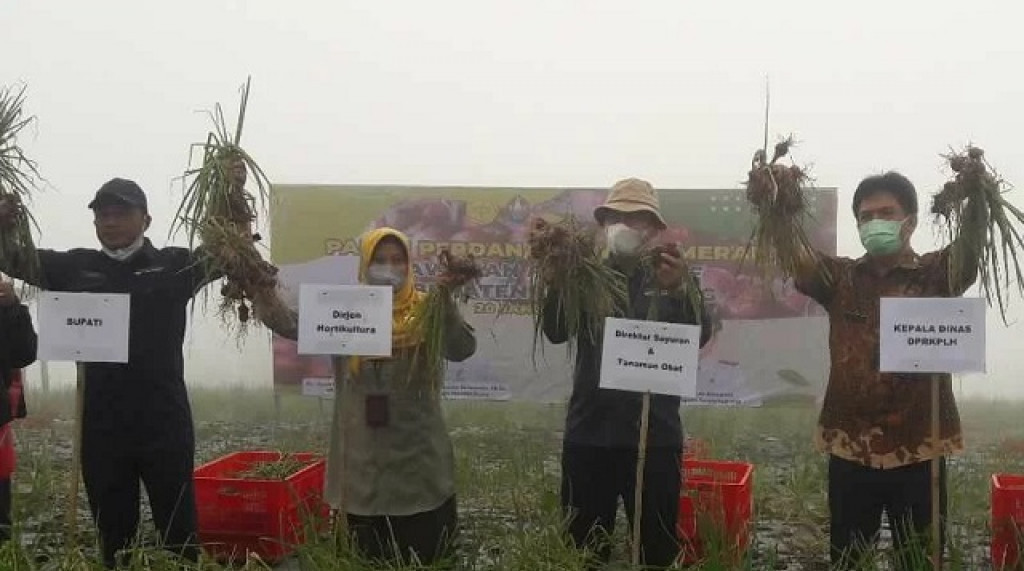 Bawang Merah 15,7 Ton/Hektare Mampu Dihasilkan Food Estate Temanggung