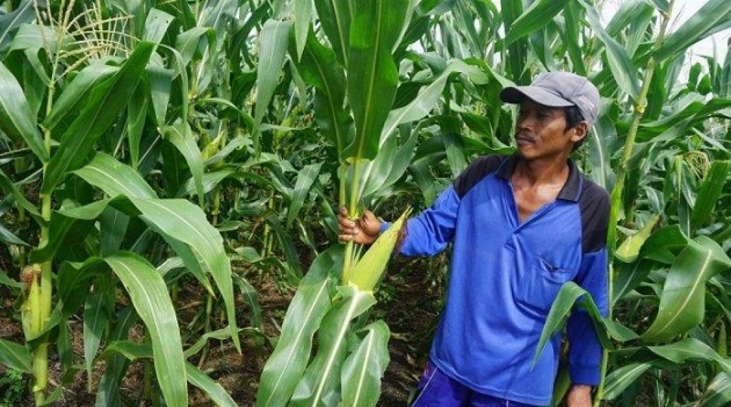 Investasi Berkelanjutan Untuk Petani Kecil Pada G20 Harus Disuarakan Indonesia