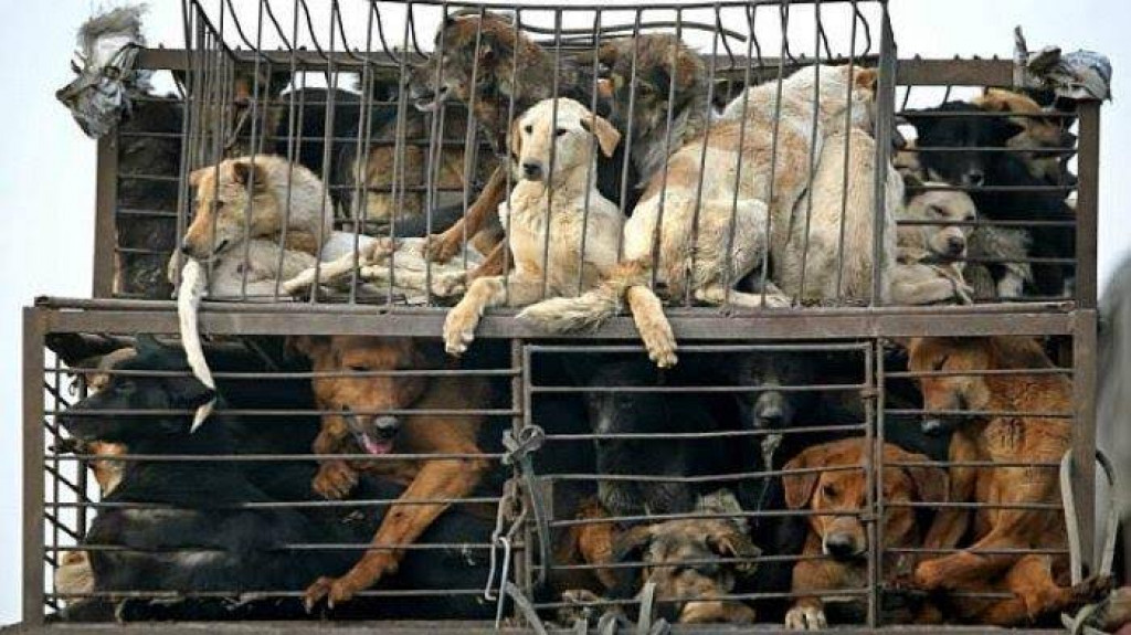 Kabar Baik! Pemkot Malang Resmi Larang Jual Beli Daging Anjing
