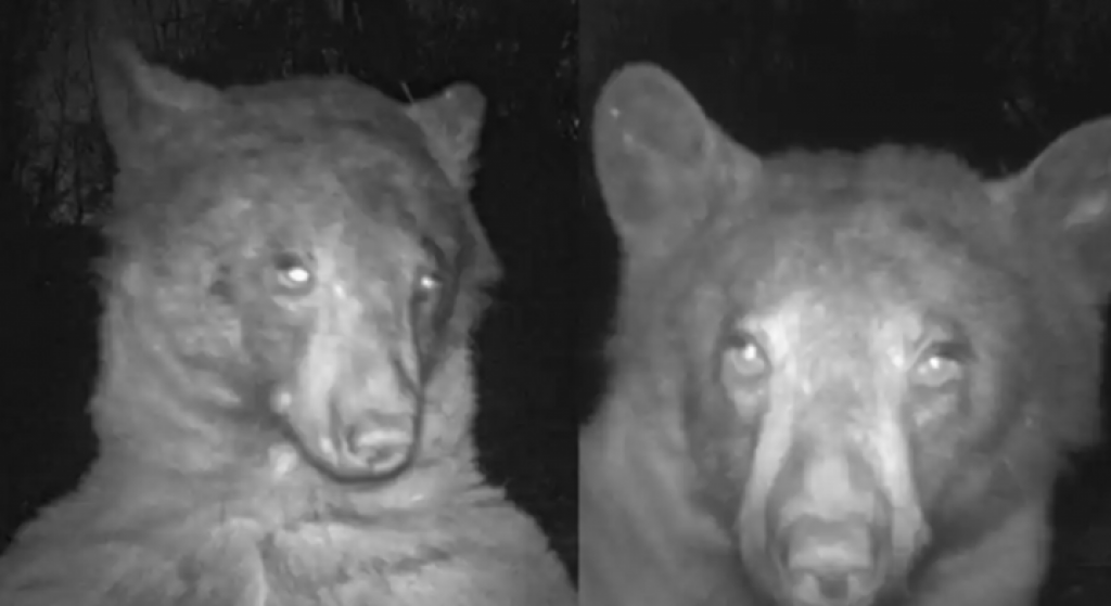 Ketagihan Selfie, Beruang Liar Kedapatan Berswafoto 400 kali dari Kamera Pengawas Satwa