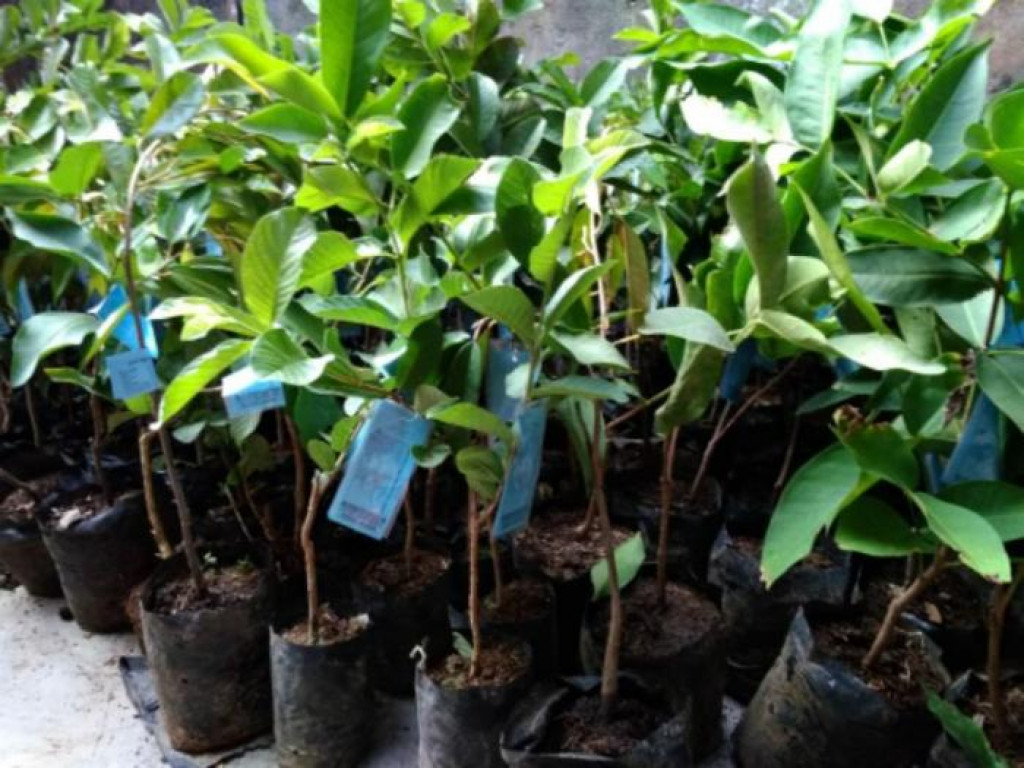 Manfaatkan Lahan 50 Hektar, Pemprov Sulbar Kembangkan Usaha Bibit Hortikultura