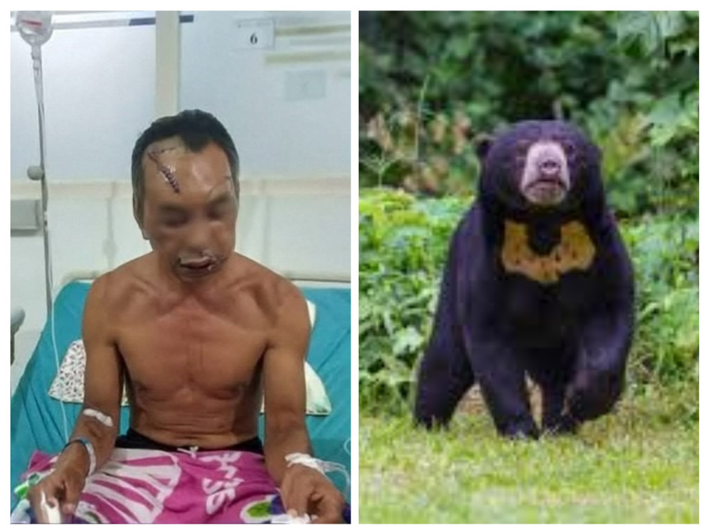 Ayah dan Anak Diserang Beruang Madu Saat Panen Manggis di Limapuluh Kota