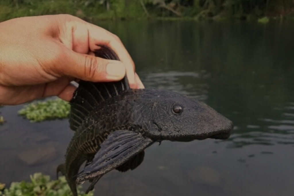 Bahaya Mengkonsumsi Ikan Sapu-sapu dari Sungai Tercemar
