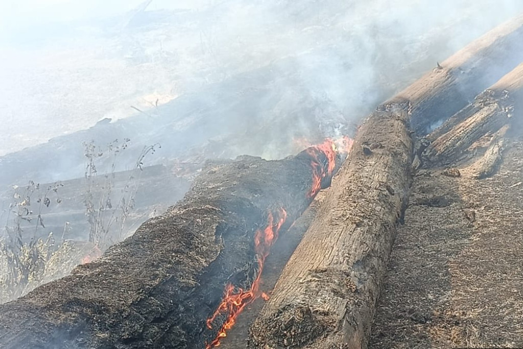 BNPB Catat Karhutla dan Angin Kencang Melanda Sejumlah Wilayah Indonesia