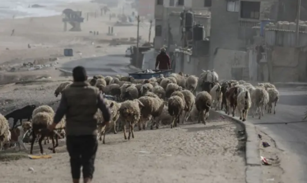 Bukan Operasi Militer, Tentara Israel Malah Nyolong 250 Kambing dari Suriah