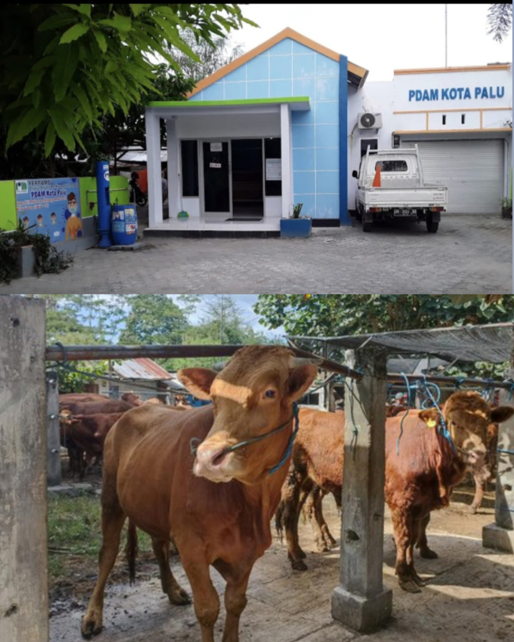 Direktur Perumdam AVO Kota Palu Diduga Salahgunakan Anggaran Pengadaan Sapi Kurban Tahun 2025