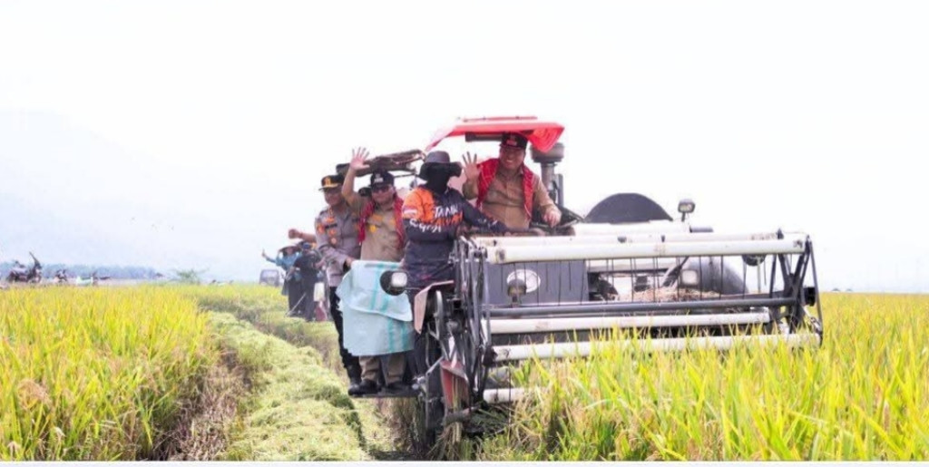 Dukung Ketahanan Pangan,Bupati Karo Bersama Wagubsu dan Forkopimda Karo  Panen Raya Padi Sawah Diarea Terdampak Banjir.