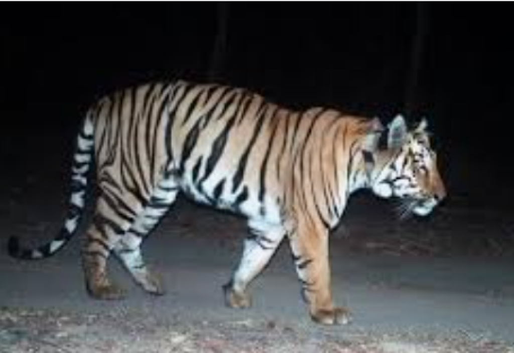 Harimau Sumatera Terekam Melintas di Siak, BBKSDA Temukan Jejak di Dua Titik