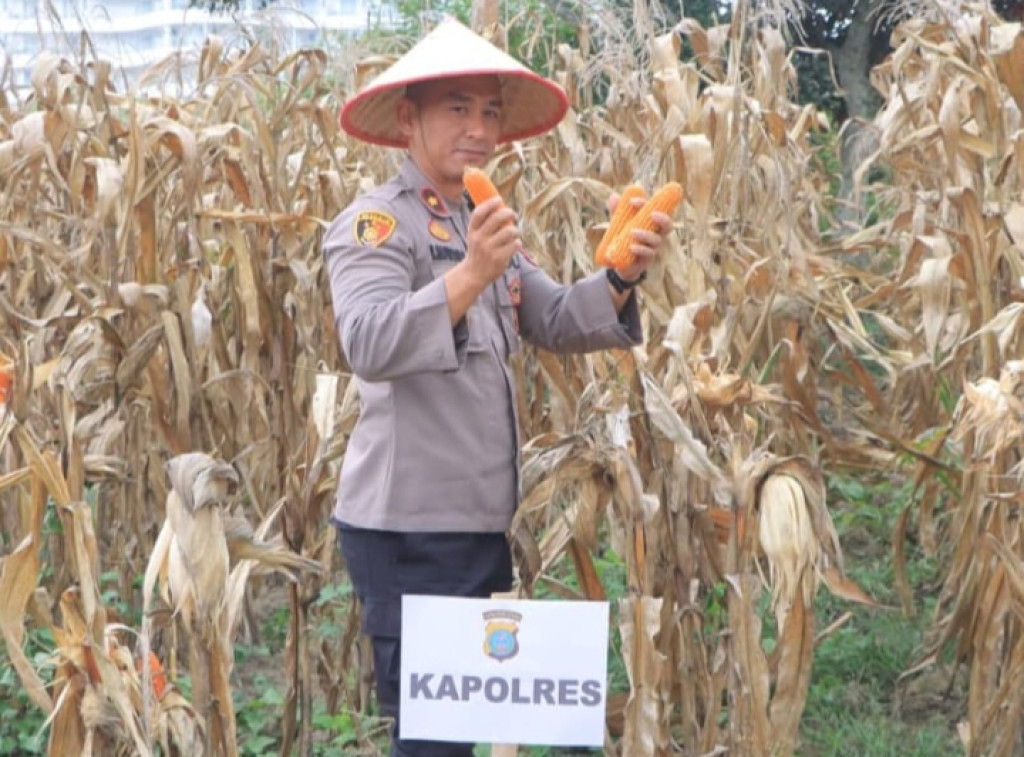 Polres Samosir Turut Dukung Program Ketahanan Pangan Nasional Dengan Laksanakan Panen Raya Jagung Serentak Kuartal I 2026,