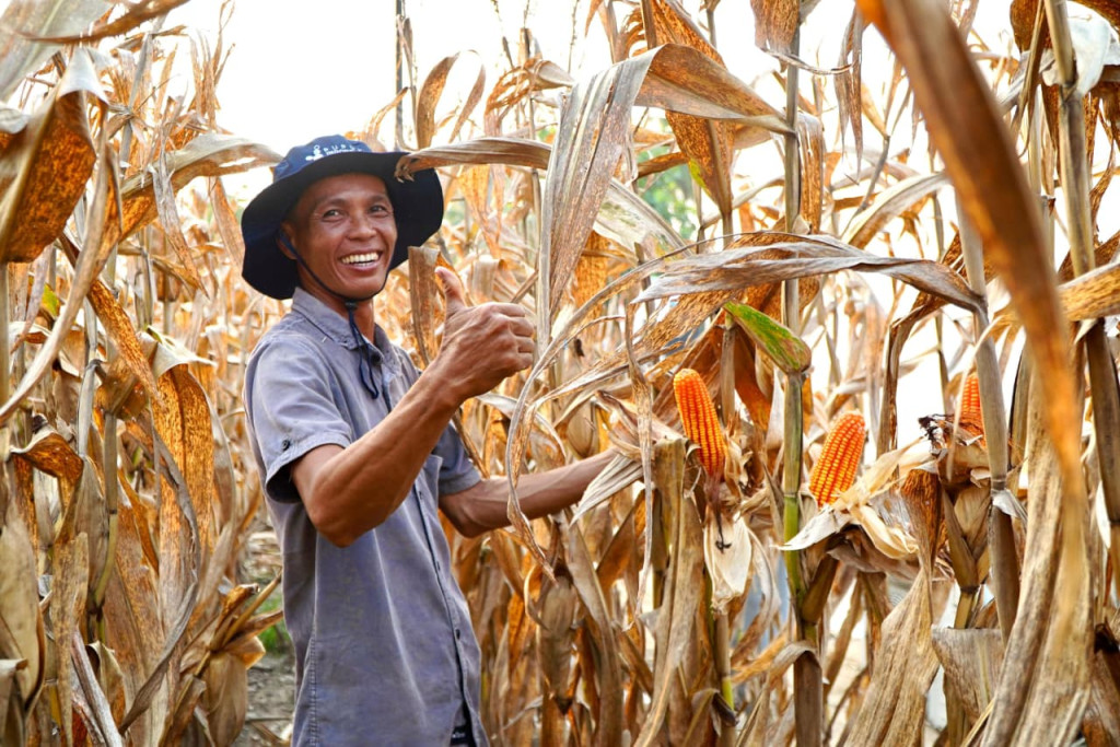 Surplus Jagung 2025 Capai 0,47 Juta Ton, Pemerintah Pastikan Tanpa Impor pada 2026