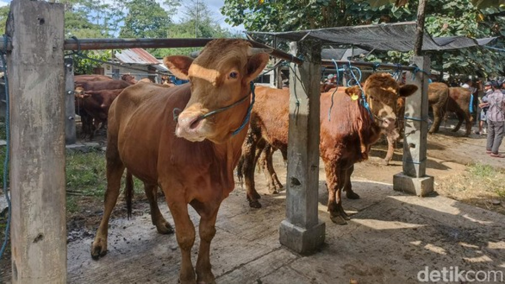 Tidak Bayar Dua Ekor Sapi Kurban, Direktur Perumdam AVO Kota Palu, Sulteng, Terancam Dipolisikan