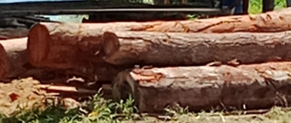 Tidak Terlihat Papan Nama, Izin Somel Pengolahan Kayu di Dusun Pintubosi Parik Sabungan Dipertanyakan