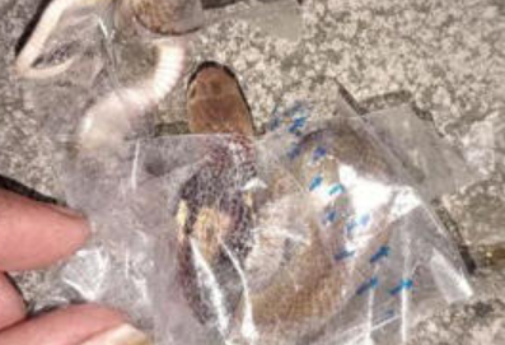 Unboxing Berujung Maut, Anak Kobra Serang Remaja di Sukoharjo