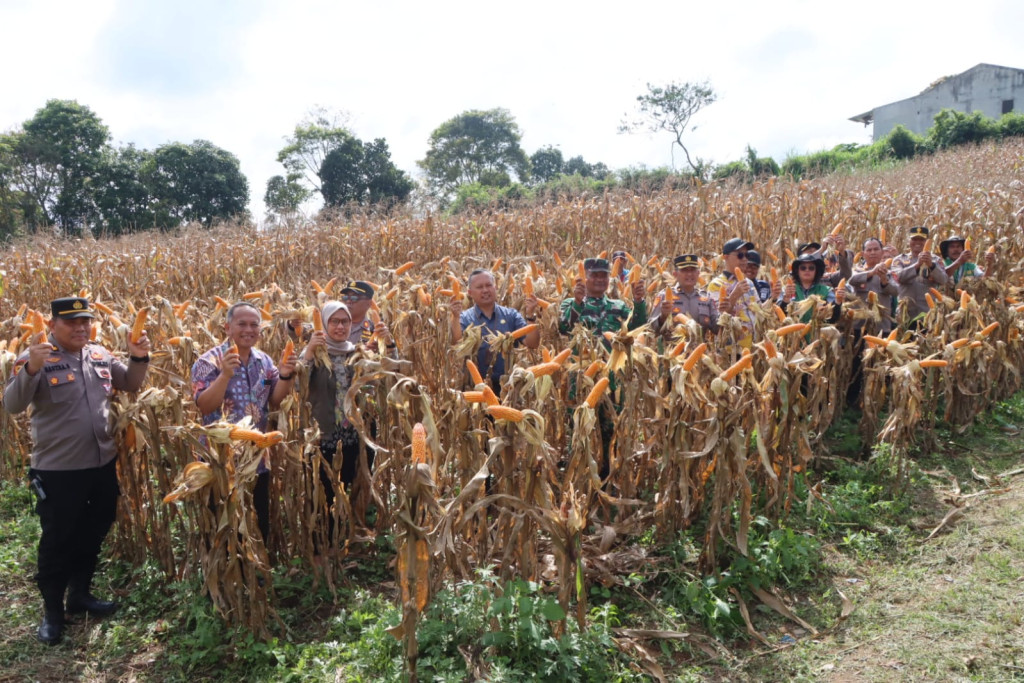 Wujudkan Ketahanan Pangan ,Pemkab Karo dan Polres Karo Panen Raya Jagung Serentak di Tigapanah