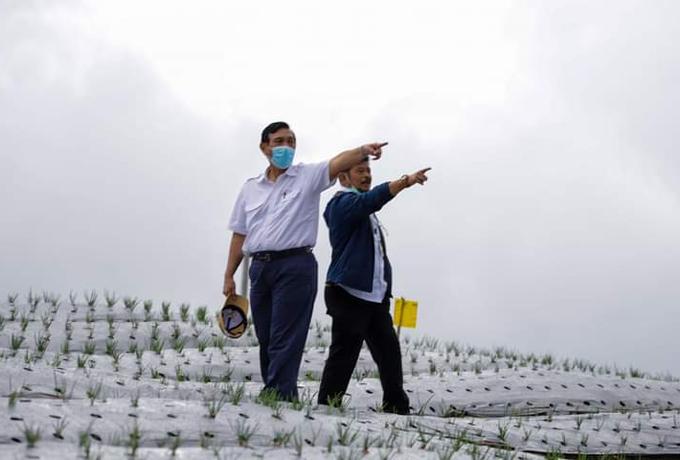 Target Penanaman di Food Estate Humbahas, LBP: Tahun Ini, 3.000 Hektar!