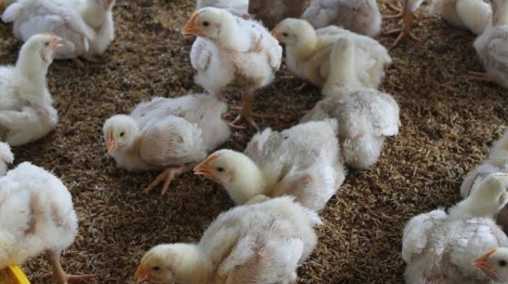 Harga Anakan Ayam Naik, Peternak Menjerit