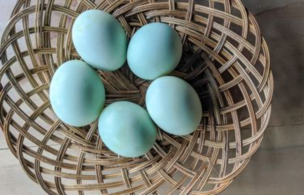 Kaya Protein, Manfaat Telur Bebek bagi Tubuh