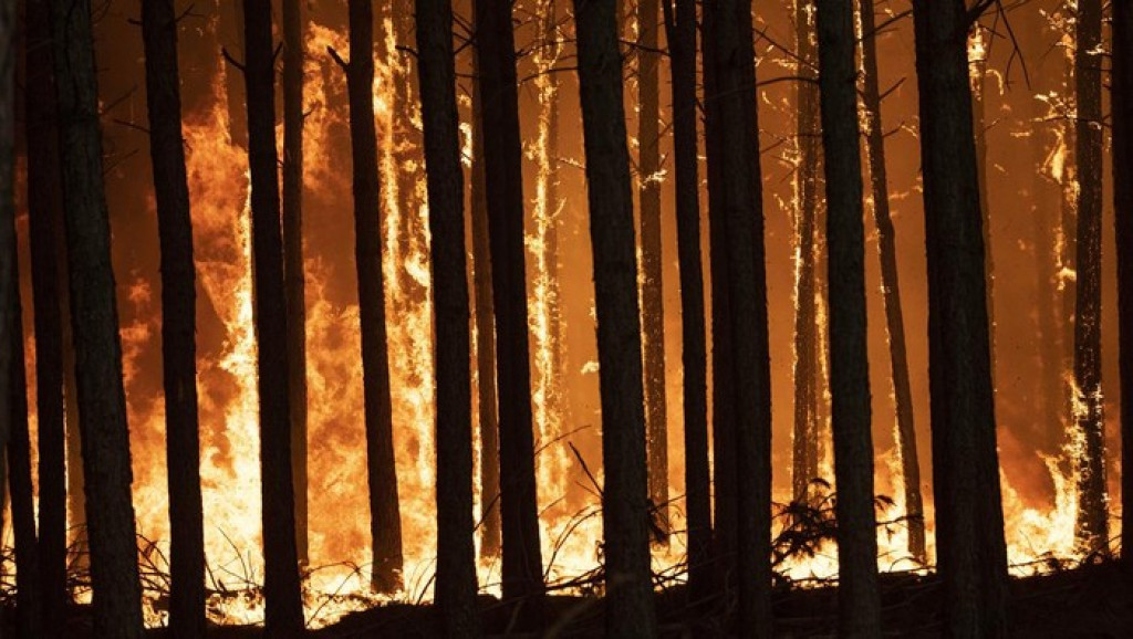 Kebakaran Hutan di Argentina Capai 800.000 Hektare