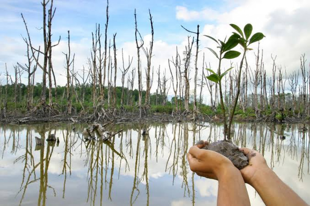 Presiden Jokowi Targetkan 6000 Hektare Rehabilitasi Mangrove di Tahun 2024