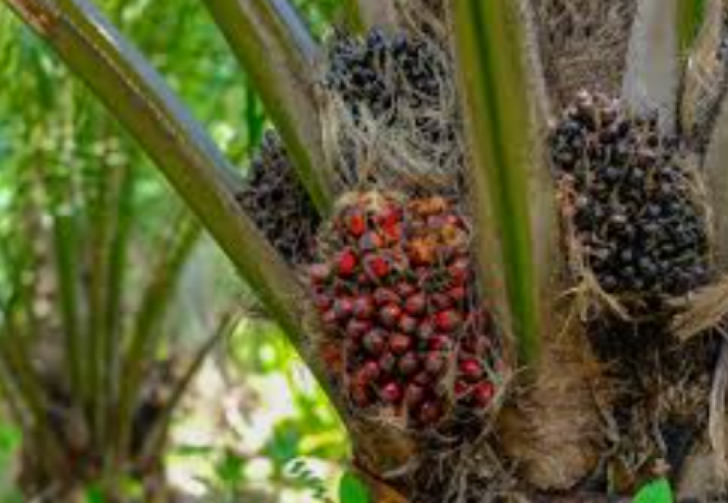 AS Lepas Tarif Sawit, Indonesia Panen Peluang dan Tekan Dominasi Eropa