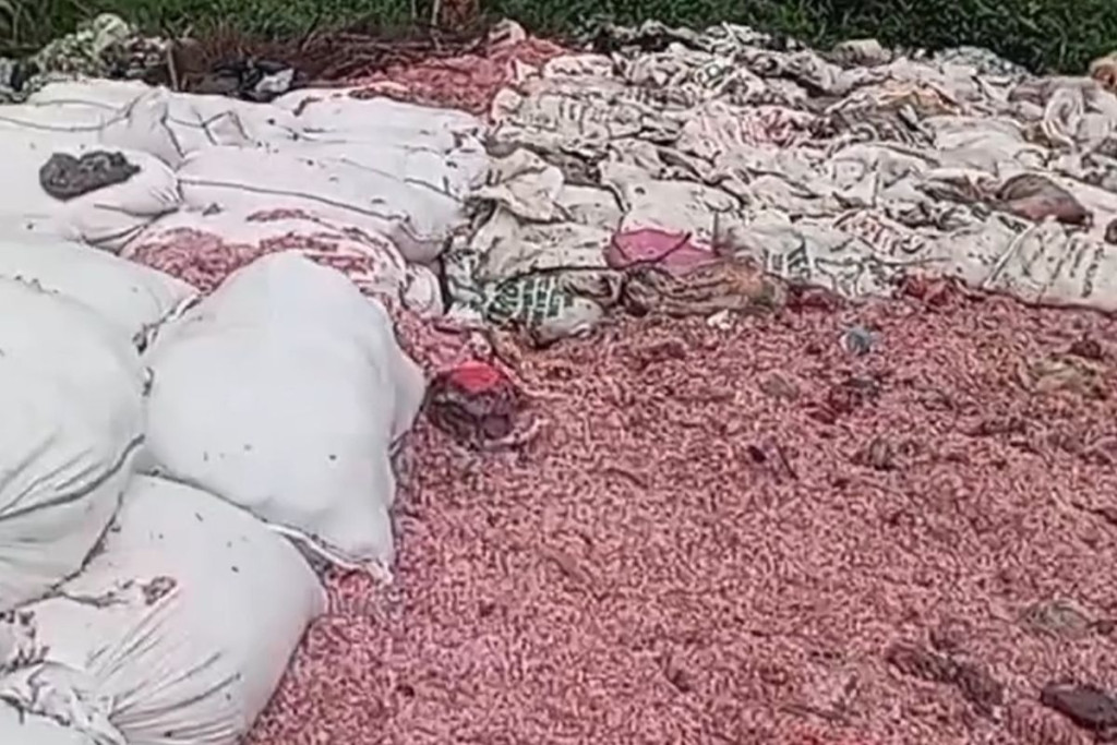 Heboh Cacahan Diduga Uang Pecahan di TPS Liar Bekasi