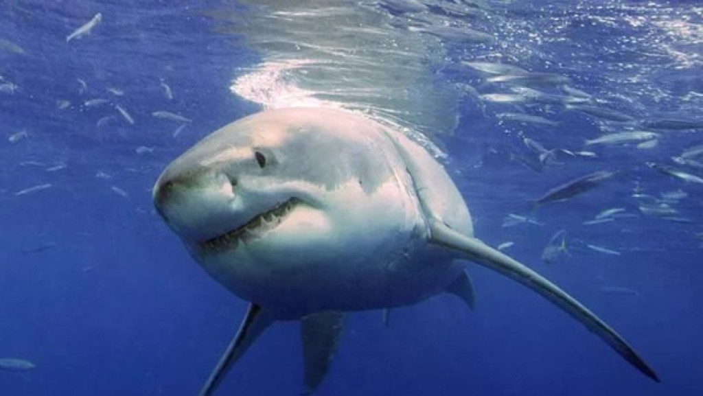 Hiu Raksasa Terekam di Laut Antarktika, Ilmuwan Patahkan Mitos Lama