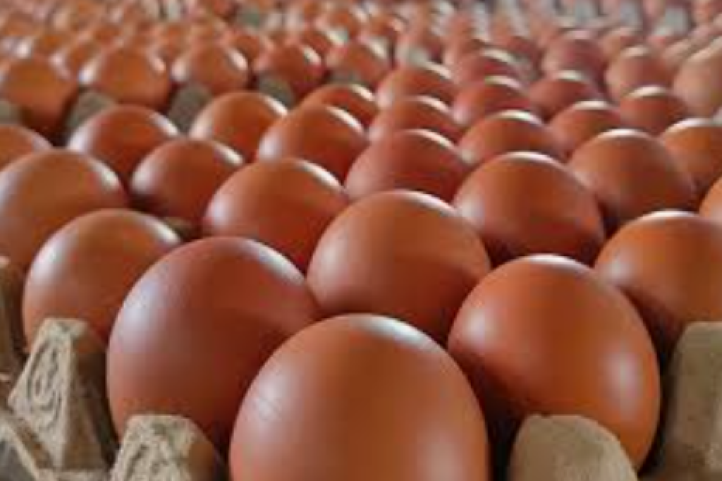 Jangan Asal Beli, Ternyata Tak Semua Telur Ayam Aman Dikonsumsi