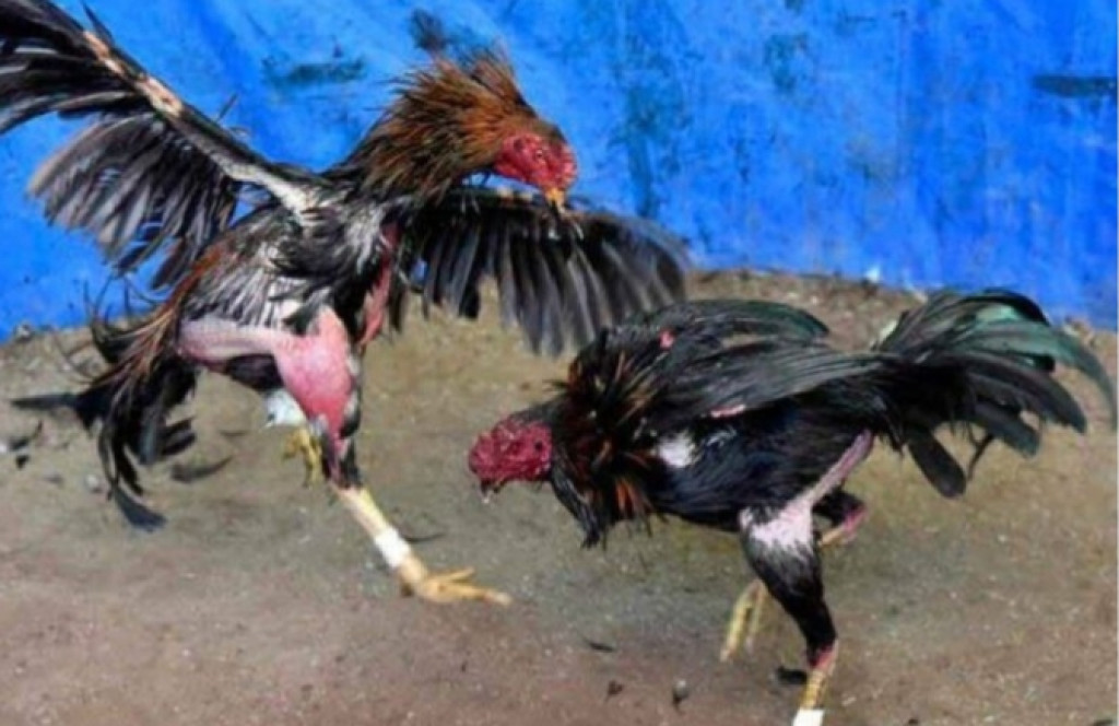 Judi Sabung Ayam di Jalan Studio 4 Desa Sei Semayang Resahkan Masyarakat