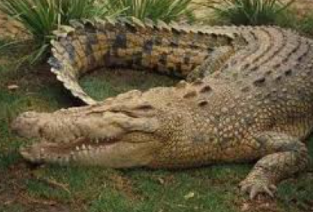 Lima Menit Lawan Predator, Bocah Nunukan Selamat dari Terkaman Buaya