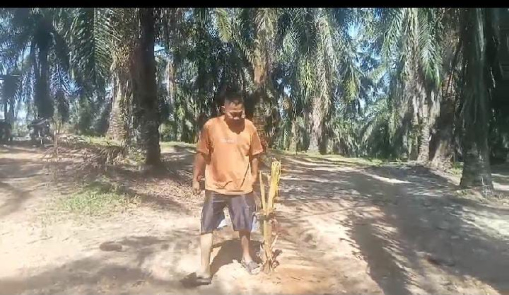 Warga TSM Desa Ujung Batu 5 Aliaga Kecamatan Hutaraja Tinggi Kabupaten Palas Tuntut Kembali Lahan Usaha yang Dikuasai PT VAL (PHI)