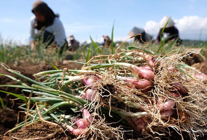 Proyeksi Mentan: Food Estate Hortikultura di Humbahas Rampung 2023