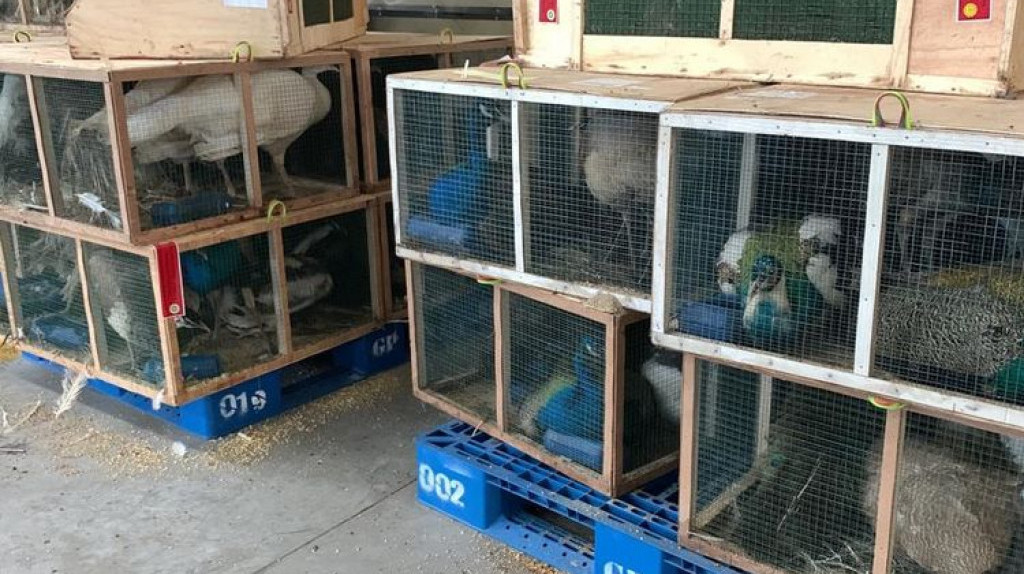 Ribuan Burung dari Afsel Ditolak di Bandara Kualanamu