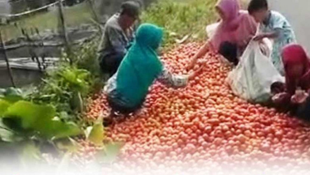 Viral, Petani Buang 1,5 Ton Tomat di Lampung Barat, Begini Kronologinya