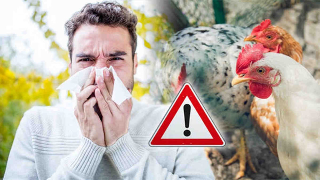 Otoritas Chile Temukan Kasus Pertama Flu Burung pada Manusia