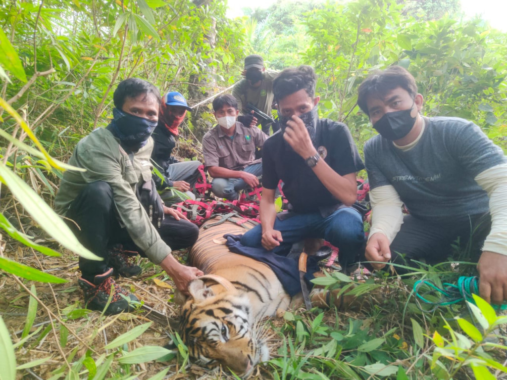 Pihak BKSDA dan Polisi Kehutanan Berhasil Menangkap Seekor Harimau di Langkat