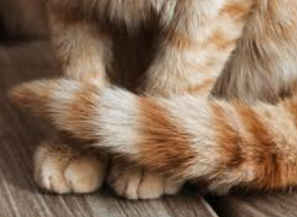 Banyak Pemilik Kucing Salah Paham, Ini 6 Arti Gerakan Ekor yang Jarang Disadari