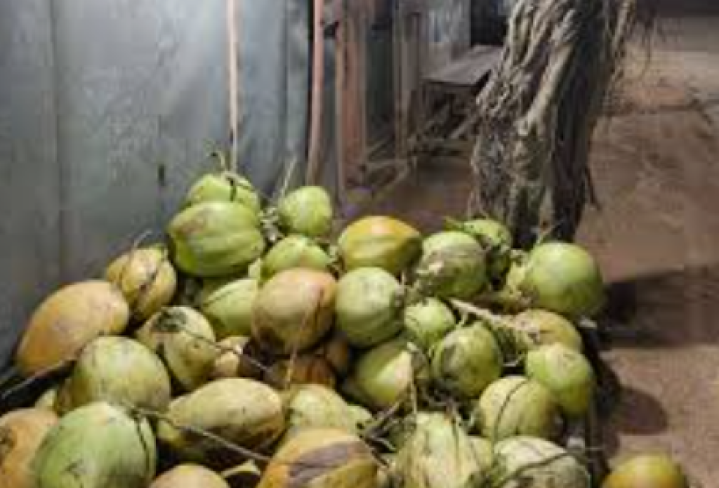 BGN Hentikan 9 SPPG di Gresik Gegara Sajikan Kelapa Utuh