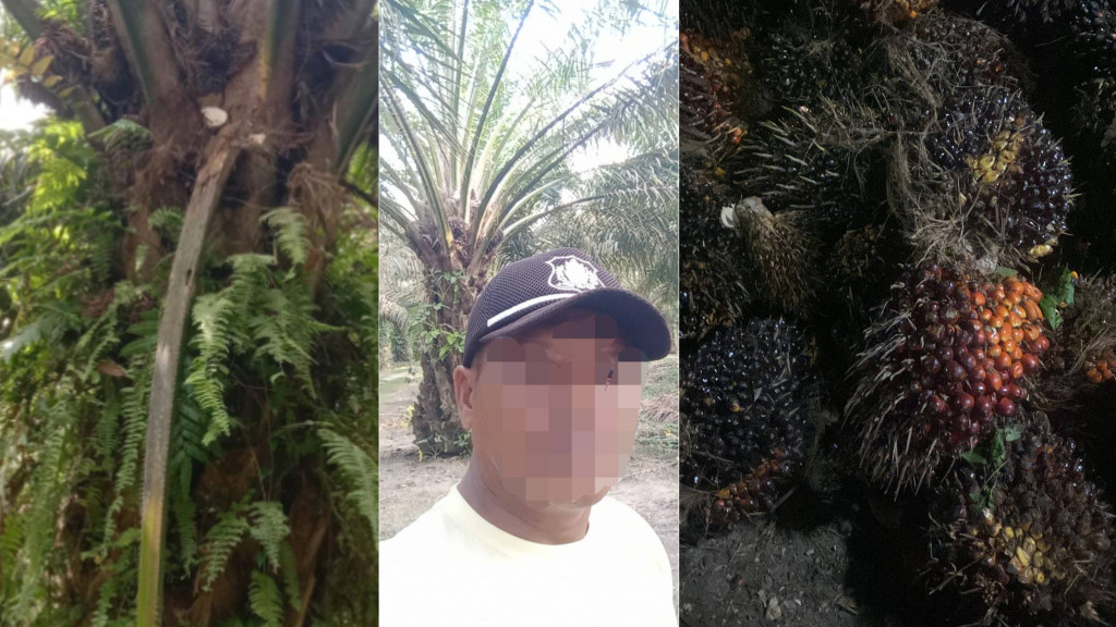 Diduga Ada “Permainan Orang Dalam”, Pencurian Sawit di Kebun Tinjowan Kian Menggila