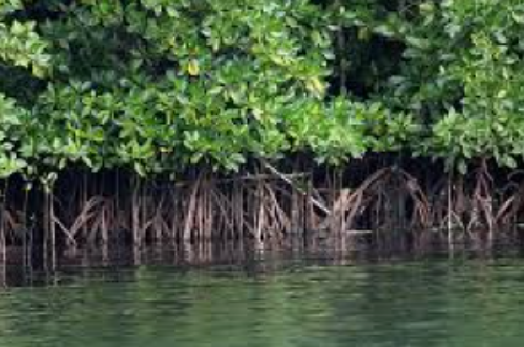 Karbon Biru RI Bernilai Fantastis, Potensinya Bisa Tembus Rp33 Triliun per Tahun