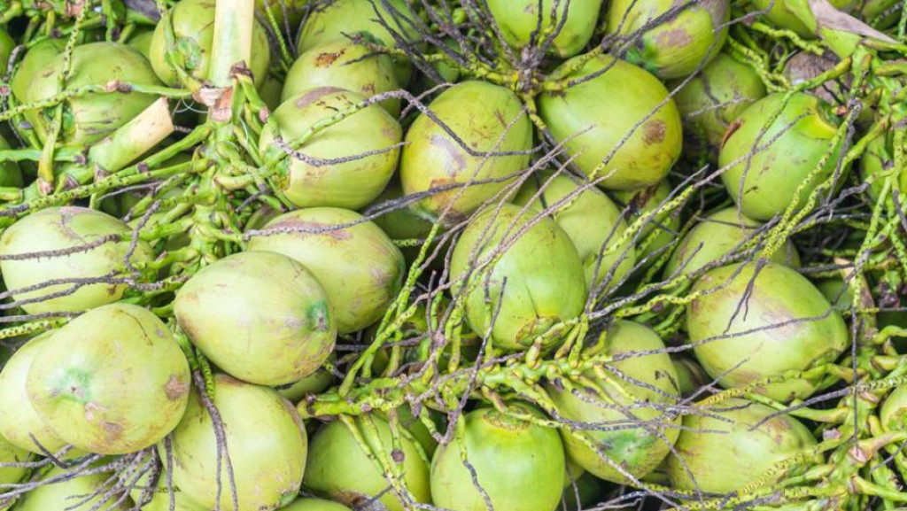 Kasih Kelapa Utuh Menu MBG, 9 Dapur SPPG di Gresik Disetop Sementara