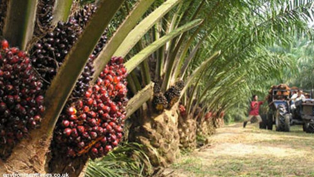 Wacana Pajak Air Permukaan, Diprotes Keras Pengusaha dan Petani Sawit