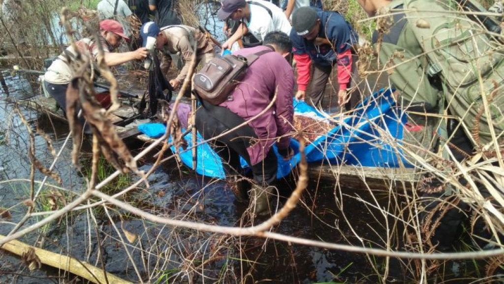 Dimangsa Harimau, Badan dan Kepala Petani di Riau Ditemukan Terpisah