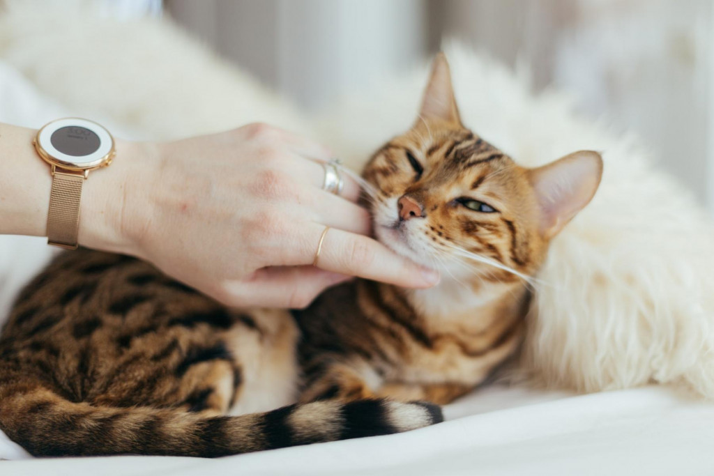 Peneliti Ungkap 7 Cara Agar Disukai Kucing