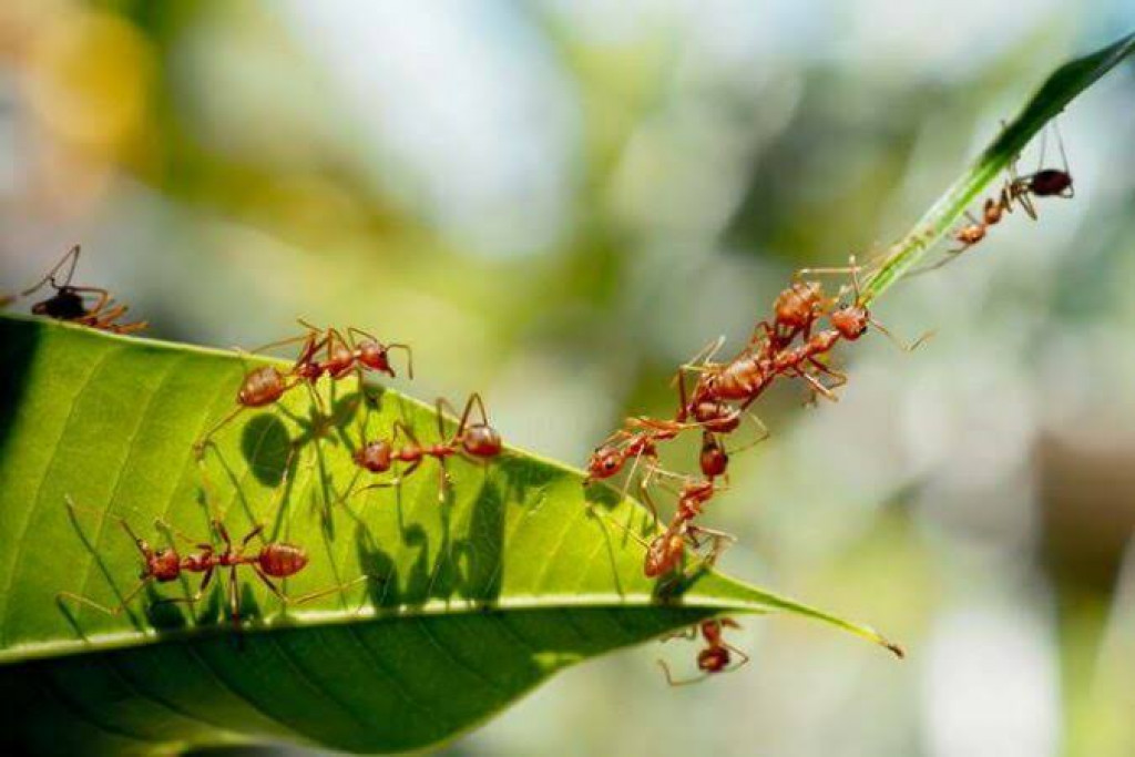 Cara  Mudah Membasmi Semut pada Tanaman
