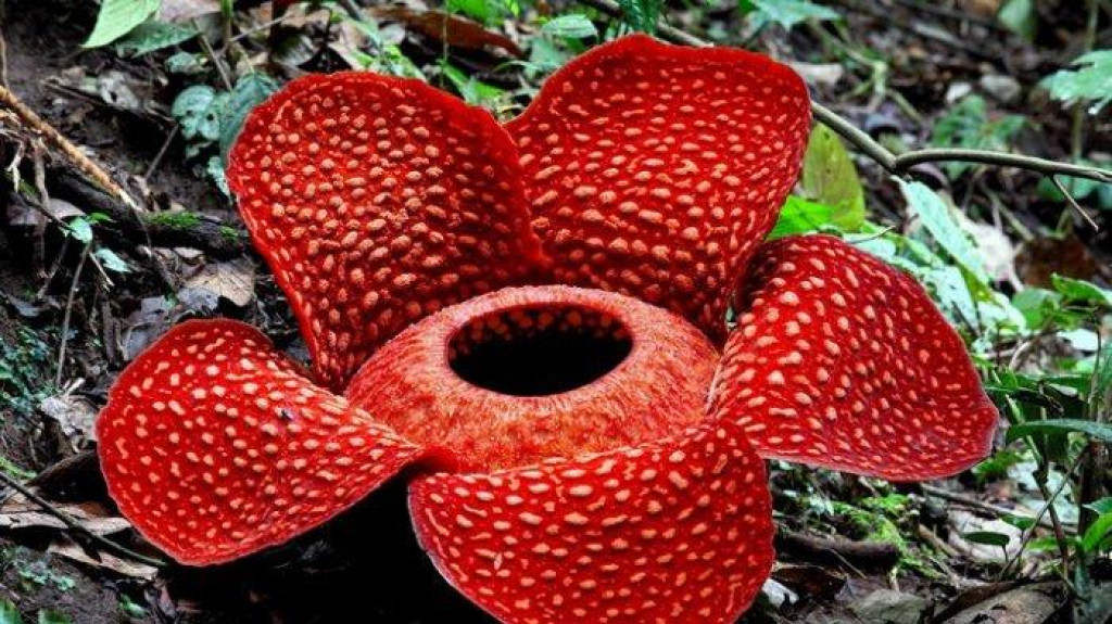 Bunga Rafflesia Arnoldii Bakal Mekar di Cagar Alam Batang Palupuh