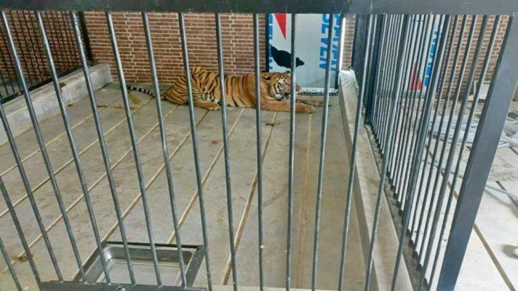 Kepala Kejari Samarinda: Istri Korban Harimau Memaafkan Majikan Tersangka